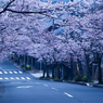 逗子ハイランドの桜２