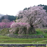 又兵衛桜