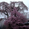 薬師堂しだれ桜