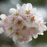桜珠