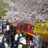 桜を見る人見ない人