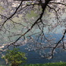 千鳥が淵の桜