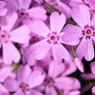 芝桜