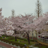 大学通り8
