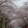 桜通り1