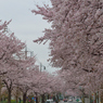 桜通り2