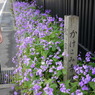 かけこみ寺