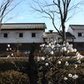 梅と旧家屋