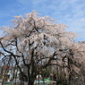 枝垂桜