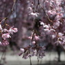 枝垂桜