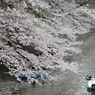 spring for tokyoites