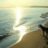 朝陽を浴びて