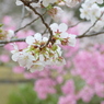 王道_桜を撮る２