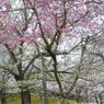 王道_桜を撮る7