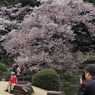 日本の桜