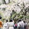 枝垂桜の下で