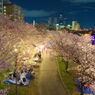 夜の桜並木
