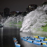 千鳥ヶ淵の桜3