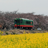 真岡鐡道　桜咲いてません4