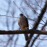 野鳥を探して　ノスリ？