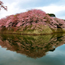 夢桜
