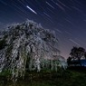 よそ様宅の枝垂れ夜桜