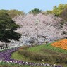 桜時
