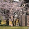 桜　ストーンズ 