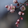 梅見頃-4