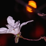 夜こぶし