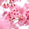 20160402 桜