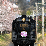 C58 さくら1