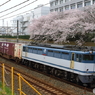 線路脇から、桜を添えて⑤