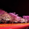 那賀川桜～夜景