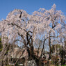 しだれ桜