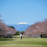 富士見桜