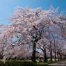 しだれ桜の散歩道