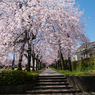 しだれ桜の散歩道