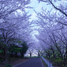 桜坂