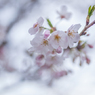 桜坂
