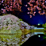 濠端夜桜