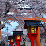 京都の桜と言えば平野神社