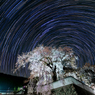 夜の大糸桜