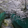 春の乙女桜