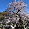 清水（しょうず）の桜
