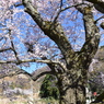 300年の幹（清水の桜）