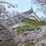 岡崎城にて
