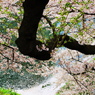 千鳥ヶ淵の桜