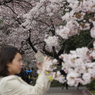 桜見る人々－６