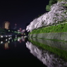 駿府の夜景に桜と